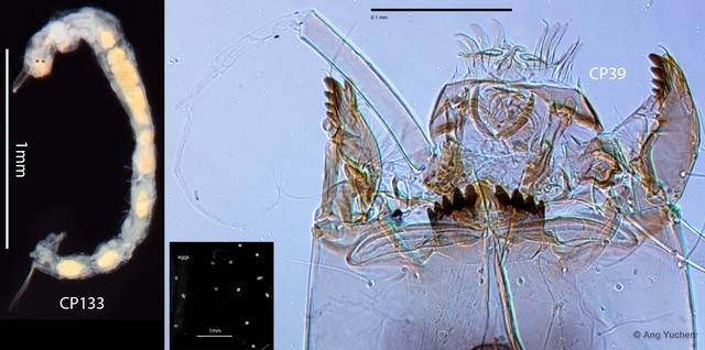 Tanytarsus ovatus