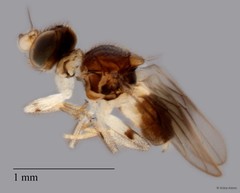 Chloropidae sp. "cf. Gaurax ZRCBDP0063693"