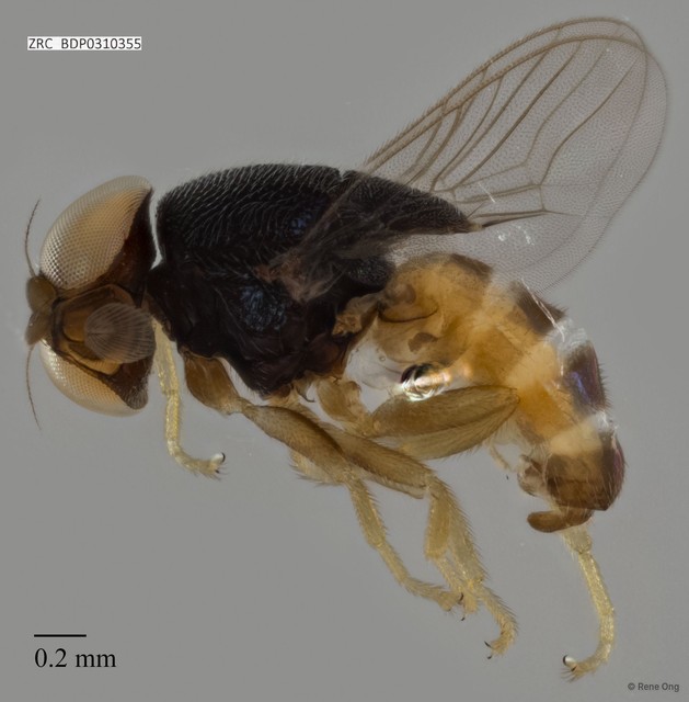 Chloropidae sp. "cf. Rhodesiella ZRCBDP0310355" • © Rene Ong • All Rights Reserved