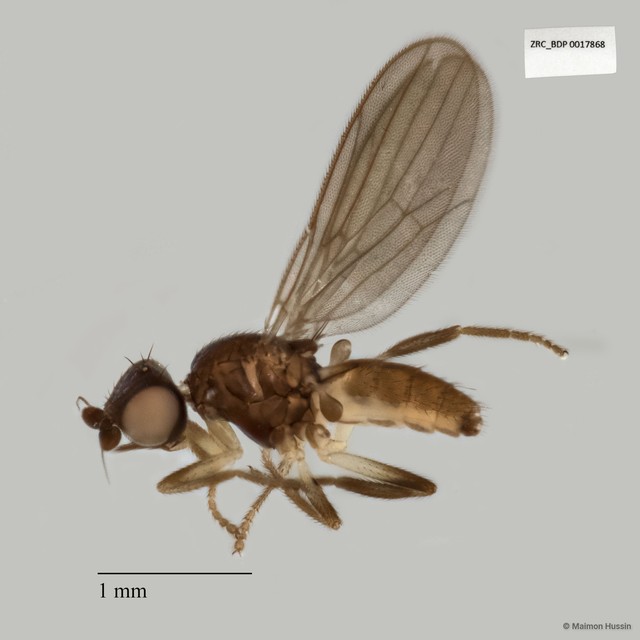 Chloropidae sp. "cluster_79" • © Maimon Hussin • All Rights Reserved
