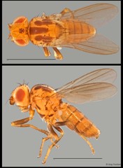 Chloropidae sp. "NUS Reg.0001 08-04-15"