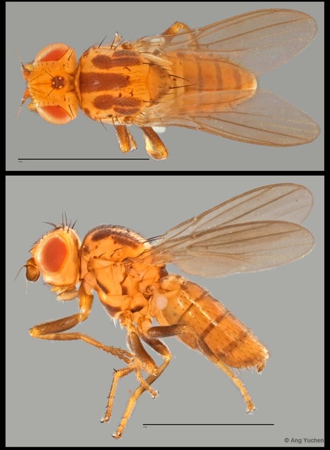 Chloropidae sp. "NUS Reg.0001 08-04-15" • © Ang Yuchen • All Rights Reserved