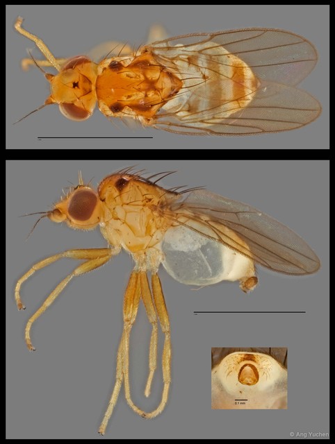 Chloropidae sp. "NUS Reg.0093 8-09-15" • © Ang Yuchen • All Rights Reserved