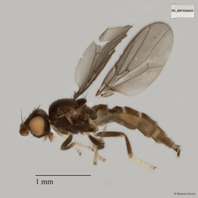 Chloropidae sp. "ZRCBDP0019727" • © Maimon Hussin • All Rights Reserved