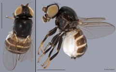 Chloropidae sp. "ZRCBDP0019736" • © Ang Yuchen • All Rights Reserved