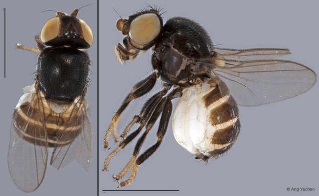 Chloropidae sp. "ZRCBDP0019736" • © Ang Yuchen • All Rights Reserved