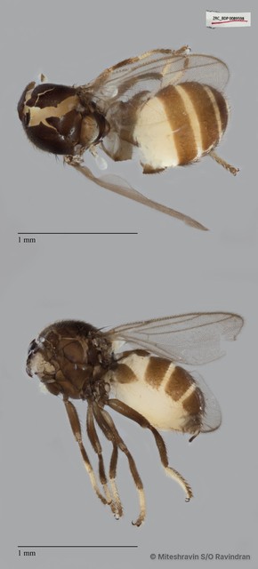 Chloropidae sp. "ZRCBDP0019736"