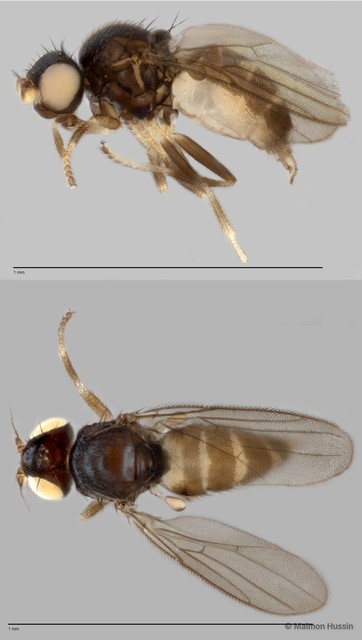 Chloropidae sp. "ZRCBDP0019740" • © Maimon Hussin • All Rights Reserved