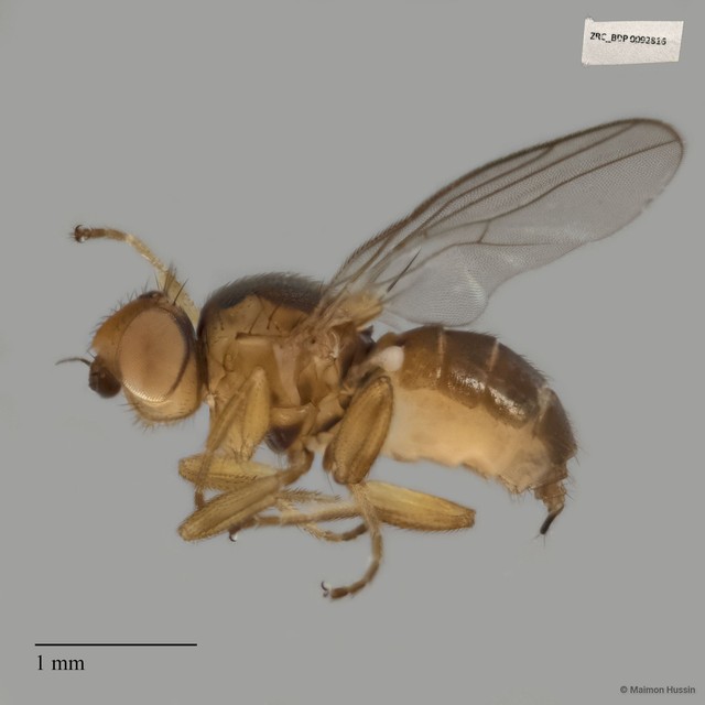 Chloropidae sp. "ZRCBDP0021529" • © Maimon Hussin • All Rights Reserved