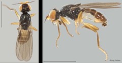 Chloropidae sp. "ZRCBDP0025324 (GC372)" • © Ang Yuchen • All Rights Reserved