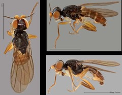 Chloropidae sp. "ZRCBDP0025324 (GC372)" • © Ang Yuchen • All Rights Reserved