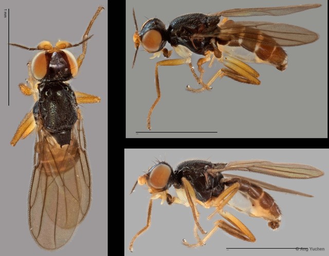 Chloropidae sp. "ZRCBDP0025324 (GC372)" • © Ang Yuchen • All Rights Reserved