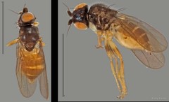 Chloropidae sp. "ZRCBDP0025822 (GC2307)" • © Ang Yuchen • All Rights Reserved