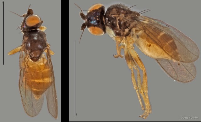 Chloropidae sp. "ZRCBDP0025822 (GC2307)"