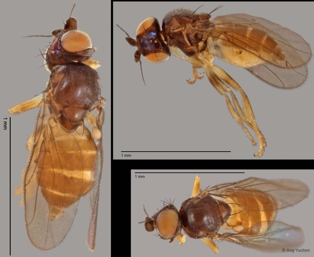 Chloropidae sp. "ZRCBDP0025822 (GC2307)" • © Ang Yuchen • All Rights Reserved