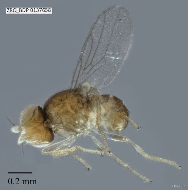 Chloropidae sp. "ZRCBDP0029882" • © Rene Ong • All Rights Reserved