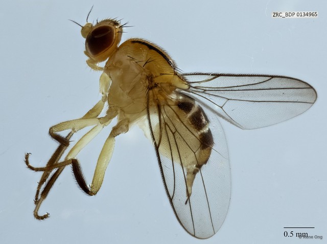Chloropidae sp. "ZRCBDP0029901" • © Rene Ong • All Rights Reserved