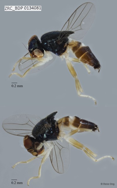 Chloropidae sp. "ZRCBDP0029907" • © Rene Ong • All Rights Reserved