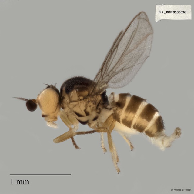 Chloropidae sp. "ZRCBDP0040961" • © Maimon Hussin • All Rights Reserved