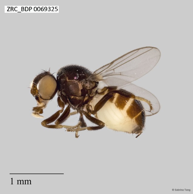 Chloropidae sp. "ZRCBDP0069325" • © Sabrina Tang • All Rights Reserved