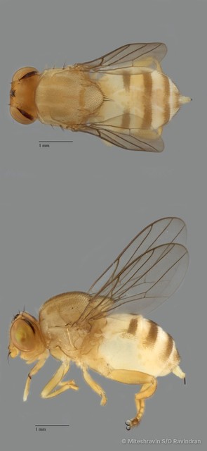 Chloropidae sp. "ZRCBDP0080021" • © Miteshravin S/O Ravindran • All Rights Reserved