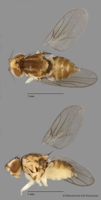 Chloropidae sp. "ZRCBDP0081555" • © Miteshravin S/O Ravindran • All Rights Reserved