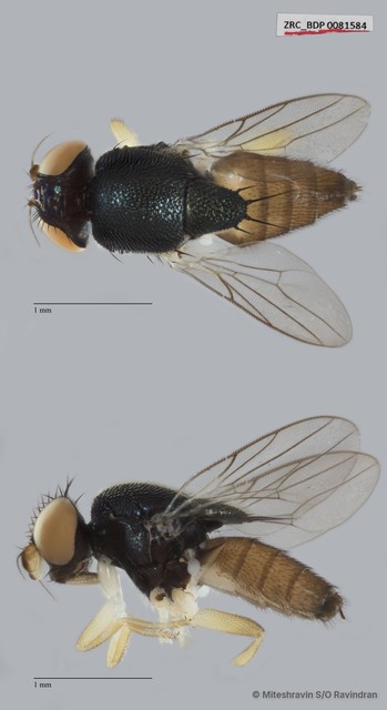 Chloropidae sp. "ZRCBDP0081584" • © Miteshravin S/O Ravindran • All Rights Reserved