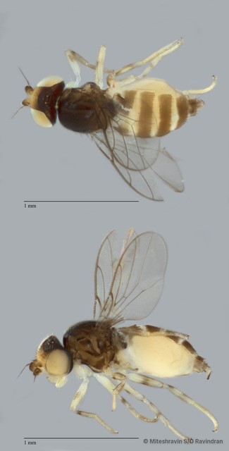 Chloropidae sp. "ZRCBDP0089422" • © Miteshravin S/O Ravindran • All Rights Reserved