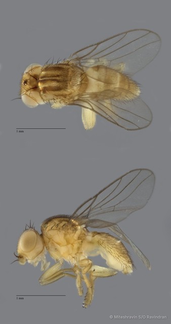 Chloropidae sp. "ZRCBDP0089428" • © Miteshravin S/O Ravindran • All Rights Reserved