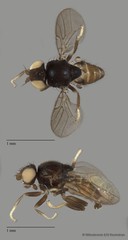 Chloropidae sp. "ZRCBDP0089550" • © Miteshravin S/O Ravindran • All Rights Reserved