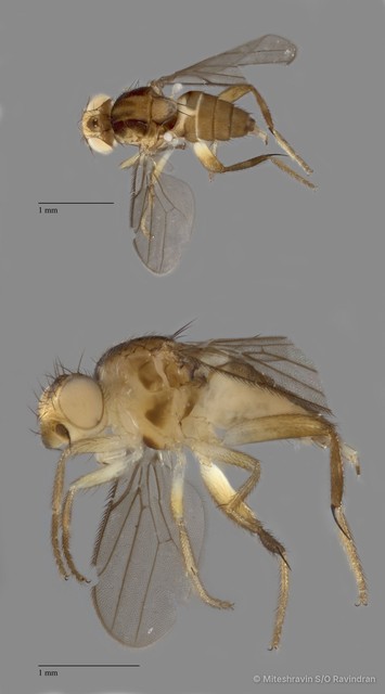 Chloropidae sp. "ZRCBDP0089550"