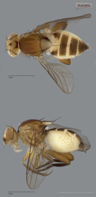 Chloropidae sp. "ZRCBDP0089556" • © Miteshravin S/O Ravindran • All Rights Reserved