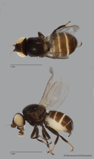 Chloropidae sp. "ZRCBDP0089557" • © Miteshravin S/O Ravindran • All Rights Reserved