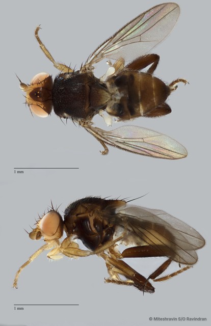 Chloropidae sp. "ZRCBDP0089562" • © Miteshravin S/O Ravindran • All Rights Reserved