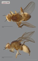 Chloropidae sp. "ZRCBDP0089566" • © Miteshravin S/O Ravindran • All Rights Reserved