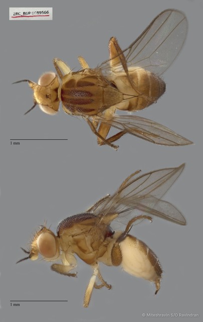 Chloropidae sp. "ZRCBDP0089566"