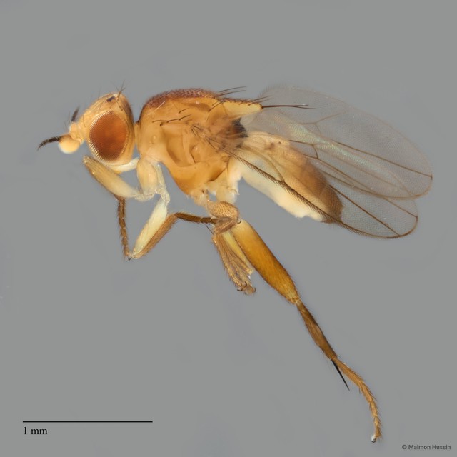 Chloropidae sp. "ZRCBDP0089566" • © Maimon Hussin • All Rights Reserved