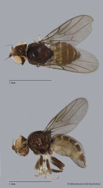 Chloropidae sp. "ZRCBDP0089583" • © Miteshravin S/O Ravindran • All Rights Reserved