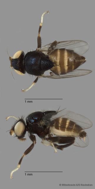 Chloropidae sp. "ZRCBDP0089859" • © Miteshravin S/O Ravindran • All Rights Reserved