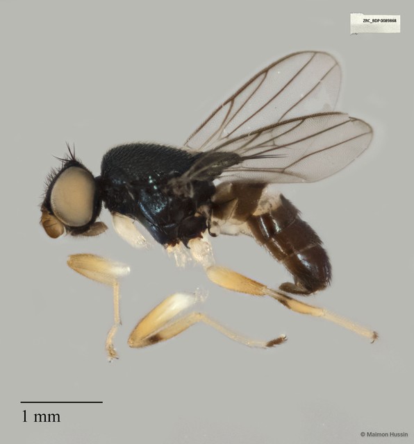 Chloropidae sp. "ZRCBDP0089868" • © Maimon Hussin • All Rights Reserved