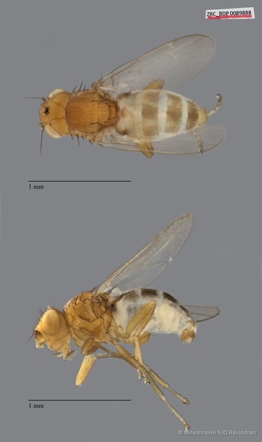 Chloropidae sp. "ZRCBDP0089888" • © Miteshravin S/O Ravindran • All Rights Reserved
