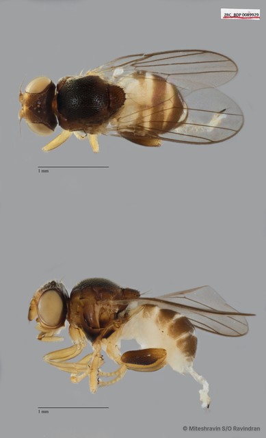 Chloropidae sp. "ZRCBDP0089929" • © Miteshravin S/O Ravindran • All Rights Reserved