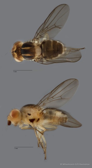 Chloropidae sp. "ZRCBDP0090321" • © Miteshravin S/O Ravindran • All Rights Reserved
