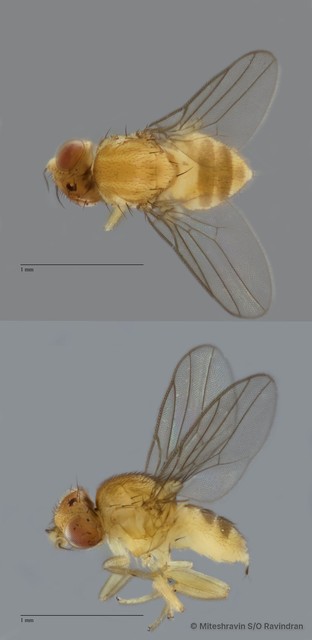 Chloropidae sp. "ZRCBDP0090333" • © Miteshravin S/O Ravindran • All Rights Reserved