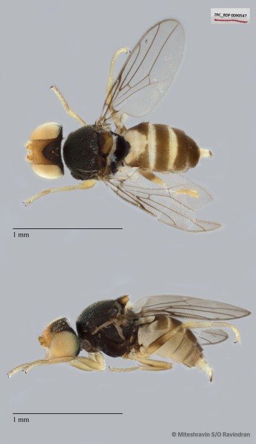 Chloropidae sp. "ZRCBDP0090547" • © Miteshravin S/O Ravindran • All Rights Reserved