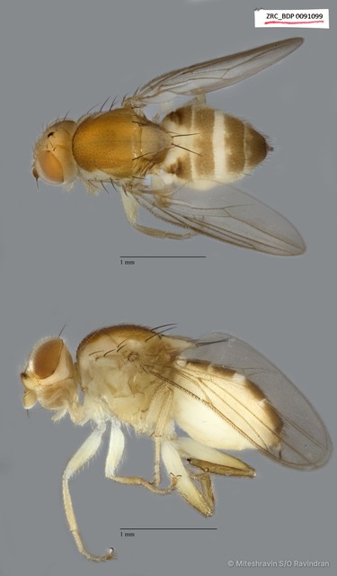 Chloropidae sp. "ZRCBDP0091099" • © Miteshravin S/O Ravindran • All Rights Reserved