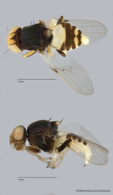Chloropidae sp. "ZRCBDP0091334" • © Miteshravin S/O Ravindran • All Rights Reserved