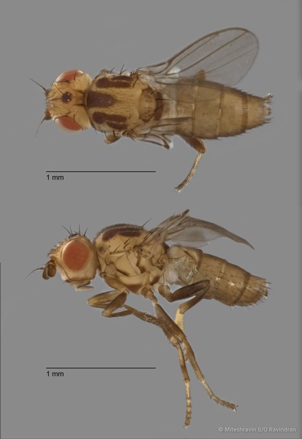 Chloropidae sp. "ZRCBDP0092332" • © Miteshravin S/O Ravindran • All Rights Reserved