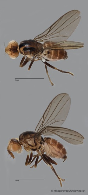 Chloropidae sp. "ZRCBDP0092444" • © Miteshravin S/O Ravindran • All Rights Reserved