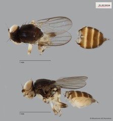 Chloropidae sp. "ZRCBDP0092544"